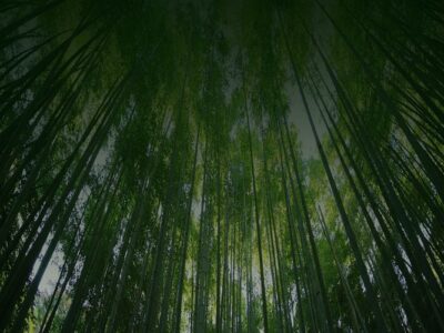 “以竹代塑”主要產品名錄（2023年版）