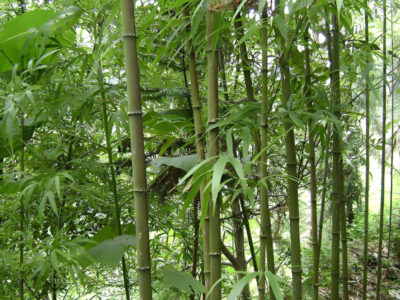 國家林業(yè)和草原局國家發(fā)展改革委關于印發(fā)《“以竹代塑”主要產品名錄（2025年版）》的通知